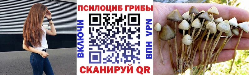 Псилоцибиновые грибы Psilocybe  где продают наркотики  Сысерть 